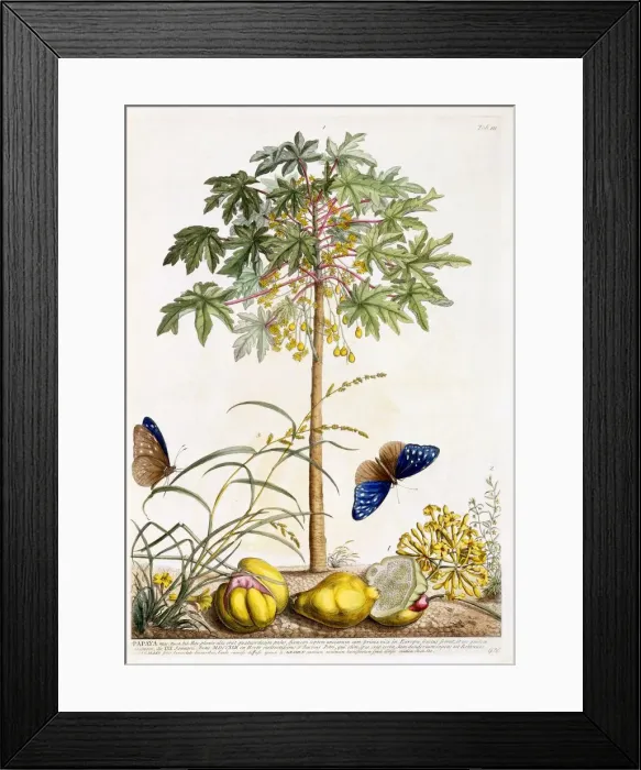 Framed Print : Papaya, c. 1748 (hand coloured engraving) Framed Print : Papaya, c. 1748 (hand coloured engraving)