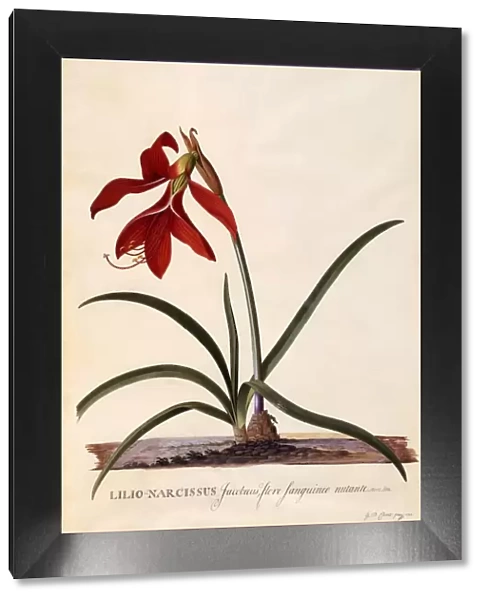 Lilio-Narcissus (Jaobean Lily), c. 1743 (hand coloured engraving)