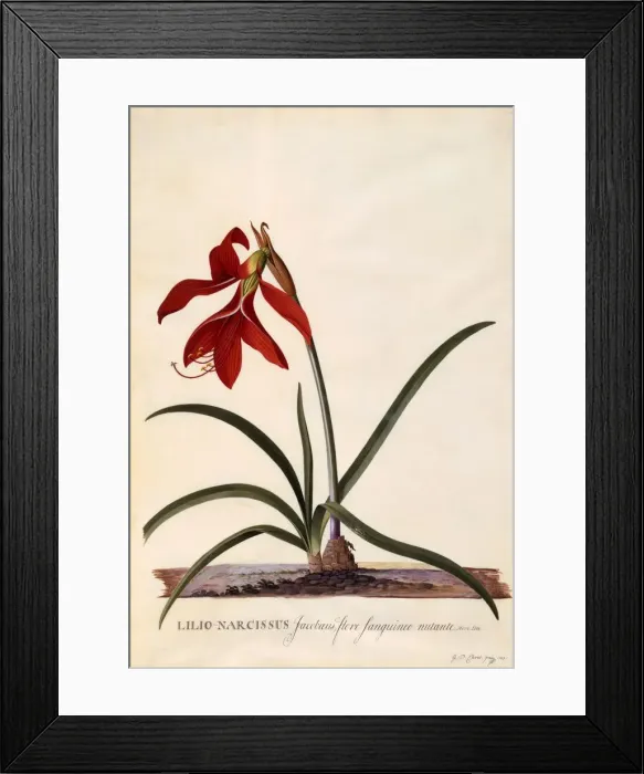 Framed Print : Lilio-Narcissus (Jaobean Lily), c. 1743 (hand coloured engraving) Framed Print : Lilio-Narcissus (Jaobean Lily), c. 1743 (hand coloured engraving)