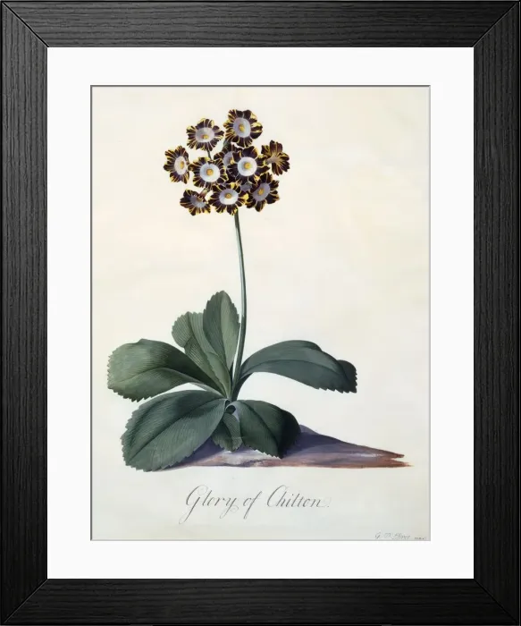 Framed Print : Glory of Chilton c. 1745 (hand coloured engraving) Framed Print : Glory of Chilton c. 1745 (hand coloured engraving)