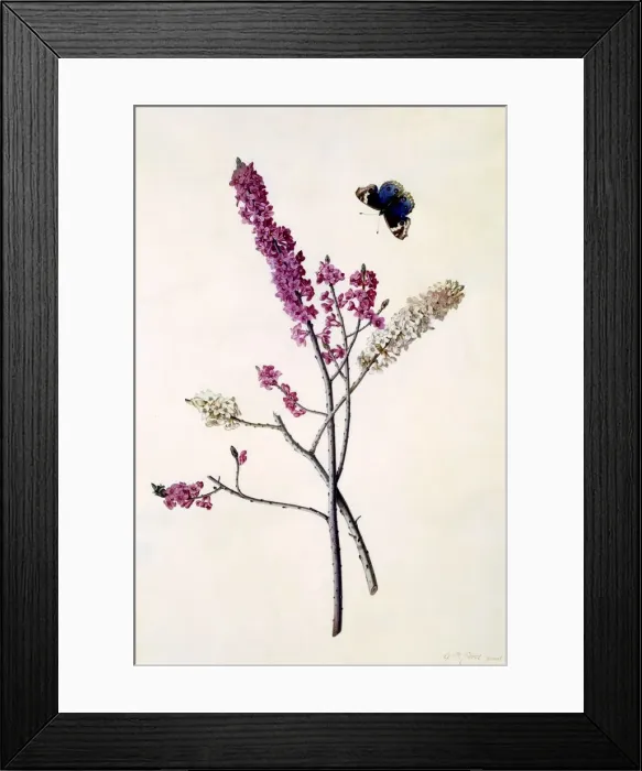 Framed Print : Daphne Mezereum with butterfly, c. 1740 (hand coloured engraving) Framed Print : Daphne Mezereum with butterfly, c. 1740 (hand coloured engraving)