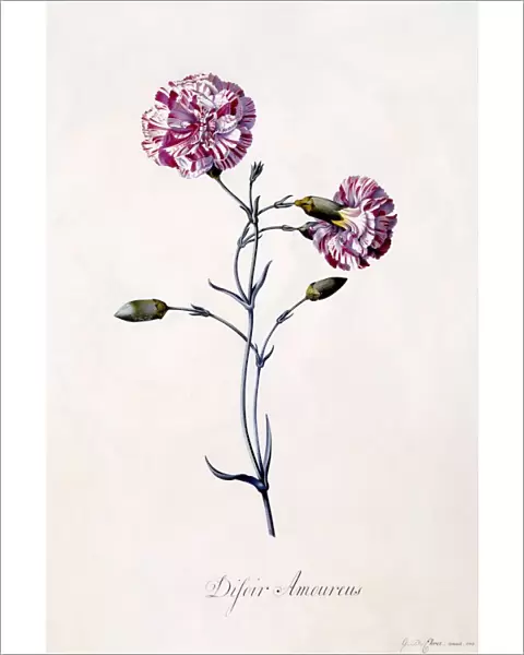 Difor Amourius (Carnation), c. 1745 (hand coloured engraving)