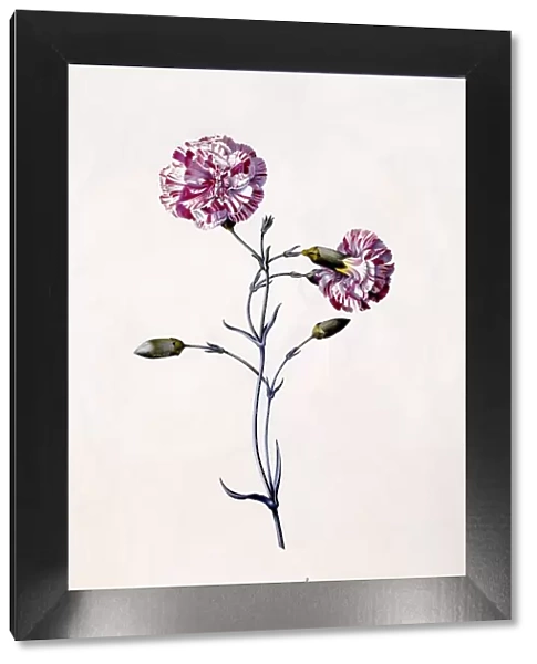 Difor Amourius (Carnation), c. 1745 (hand coloured engraving)