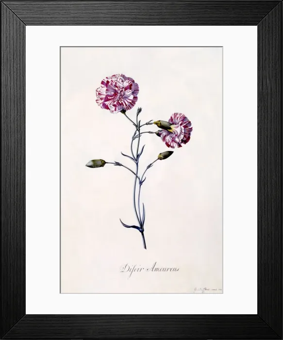 Framed Print : Difor Amourius (Carnation), c. 1745 (hand coloured engraving) Framed Print : Difor Amourius (Carnation), c. 1745 (hand coloured engraving)
