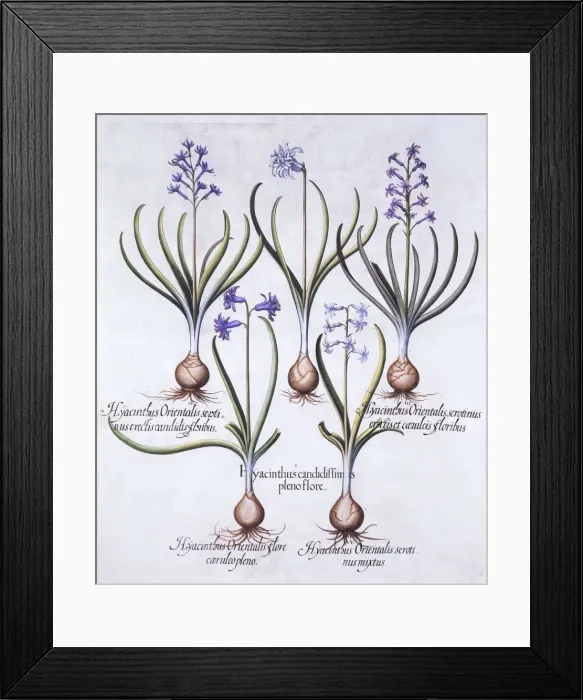 Framed Print : Varieties of Hyacinth with Bulb, from Hortus Eystettensis, by Basil Besler (1561-1629), pub Framed Print : Varieties of Hyacinth with Bulb, from Hortus Eystettensis, by Basil Besler (1561-1629), pub