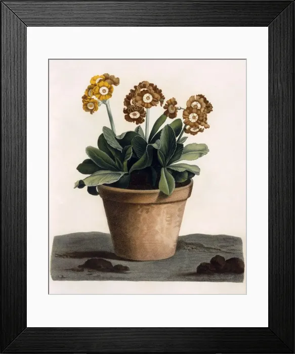 Framed Print : Auricula in a Pot, c. 1840 s Framed Print : Auricula in a Pot, c. 1840 s