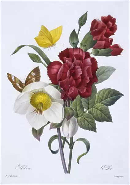 Ellebore et Oeillet, 1829