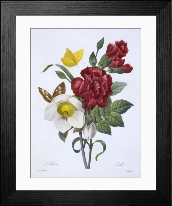 Framed Print : Ellebore et Oeillet, 1829 Framed Print : Ellebore et Oeillet, 1829