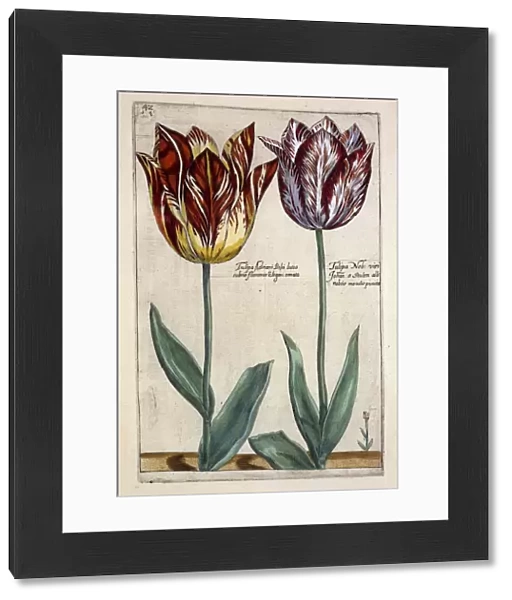 Tulipa Adriani Bilsi and Tulipa Nob viri Johan a Seulen, c. 1614