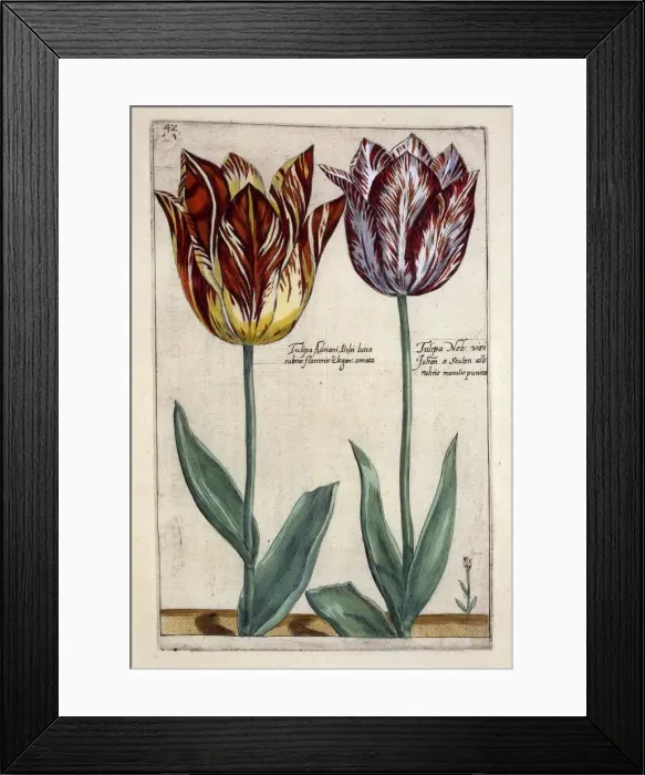Framed Print : Tulipa Adriani Bilsi and Tulipa Nob viri Johan a Seulen, c. 1614 Framed Print : Tulipa Adriani Bilsi and Tulipa Nob viri Johan a Seulen, c. 1614
