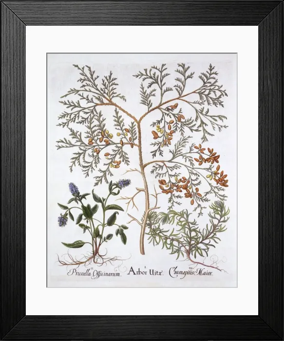 Framed Print : White Cedar, A Self-Heal and Yellow Bugle, from Hortus Eystettensis, by Basil Besler Framed Print : White Cedar, A Self-Heal and Yellow Bugle, from Hortus Eystettensis, by Basil Besler