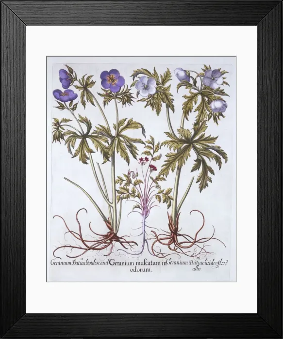 Framed Print : Variations of Geranium, from Hortus Eystettensis, by Basil Besler (1561-1629), pub Framed Print : Variations of Geranium, from Hortus Eystettensis, by Basil Besler (1561-1629), pub