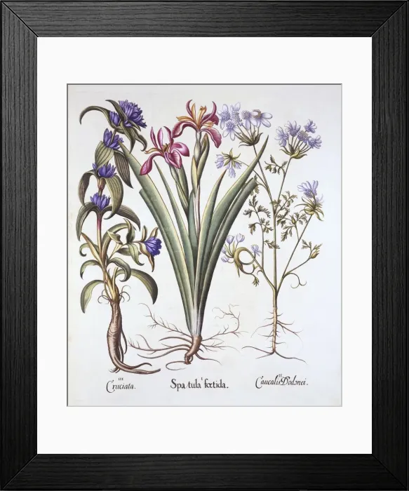 Framed Print : Stinking Iris, Orlaya, and Crosswort Gentian, from Hortus Eystettensis, by Basil Besler Framed Print : Stinking Iris, Orlaya, and Crosswort Gentian, from Hortus Eystettensis, by Basil Besler