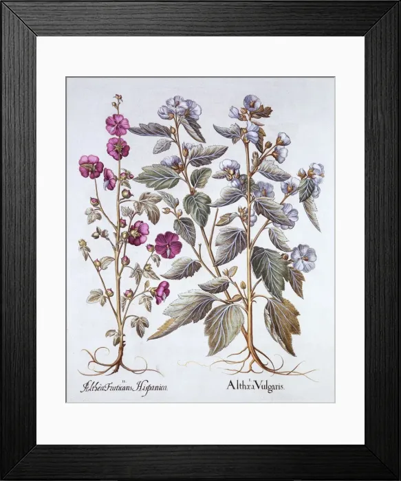 Framed Print : Two Mallow Varieties, from Hortus Eystettensis, by Basil Besler (1561-1629), pub Framed Print : Two Mallow Varieties, from Hortus Eystettensis, by Basil Besler (1561-1629), pub