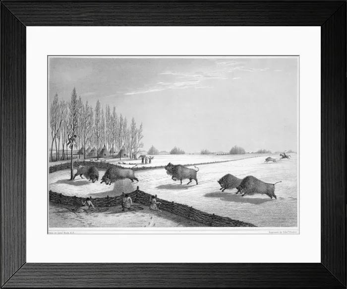 Framed Print : A buffalo pound, Canada, c1819-1822 (1823). Artist: Edward Finden Framed Print : A buffalo pound, Canada, c1819-1822 (1823). Artist: Edward Finden