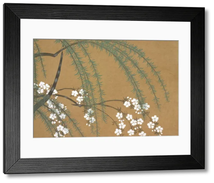 Framed Print : Yanagi Sakura, from Momoyo-gusa (The World of Things) Vol II, pub Framed Print : Yanagi Sakura, from Momoyo-gusa (The World of Things) Vol II, pub