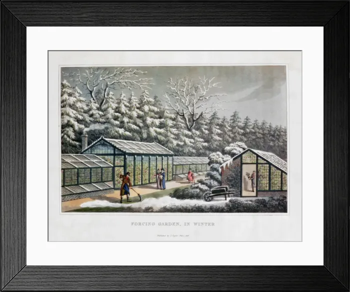 Framed Print : Forcing Garden in Winter, 1816. Artist: Humphry Repton Framed Print : Forcing Garden in Winter, 1816. Artist: Humphry Repton