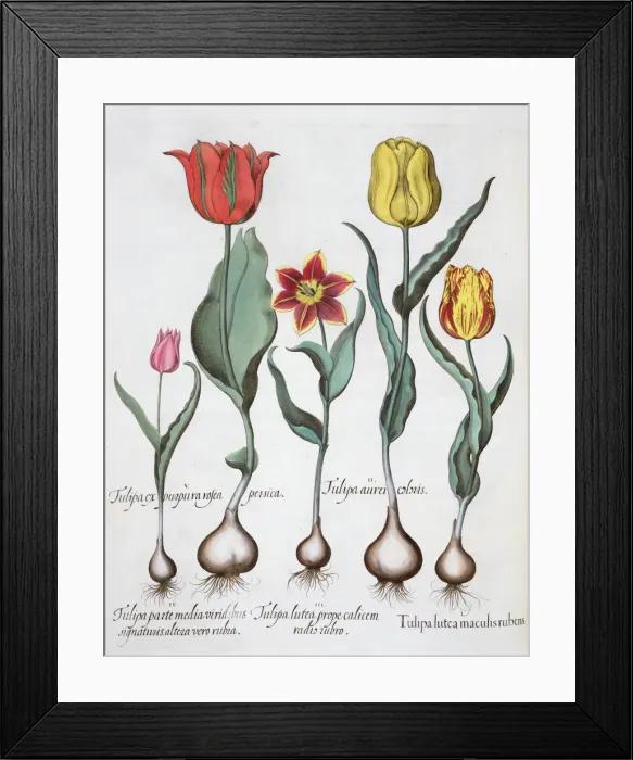 Framed Print : Tulips, 1613 Framed Print : Tulips, 1613