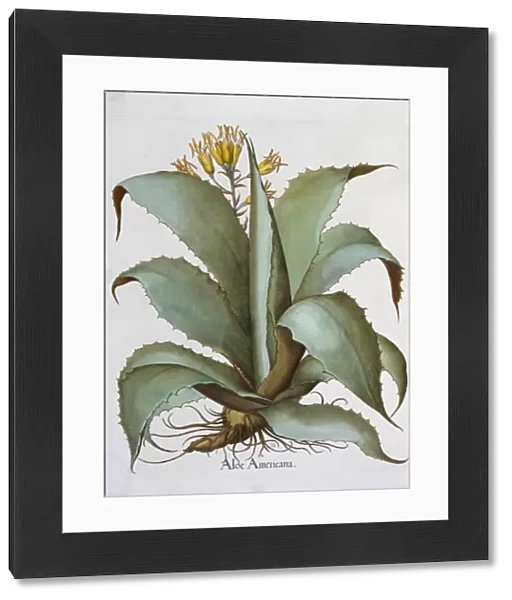 American Aloe (Aloe Americana), 1613