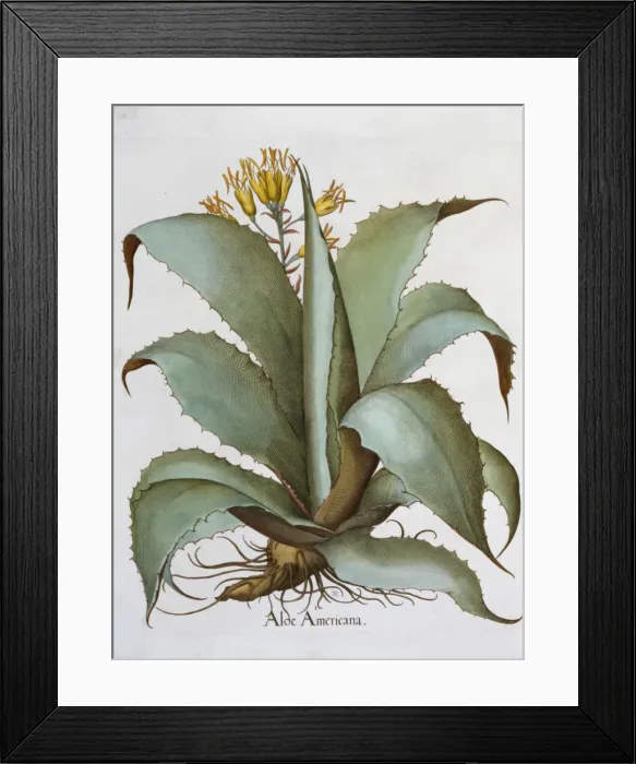 Framed Print : American Aloe (Aloe Americana), 1613 Framed Print : American Aloe (Aloe Americana), 1613