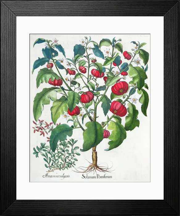 Framed Print : African Tomato and Marjoram plants, 1613 Framed Print : African Tomato and Marjoram plants, 1613