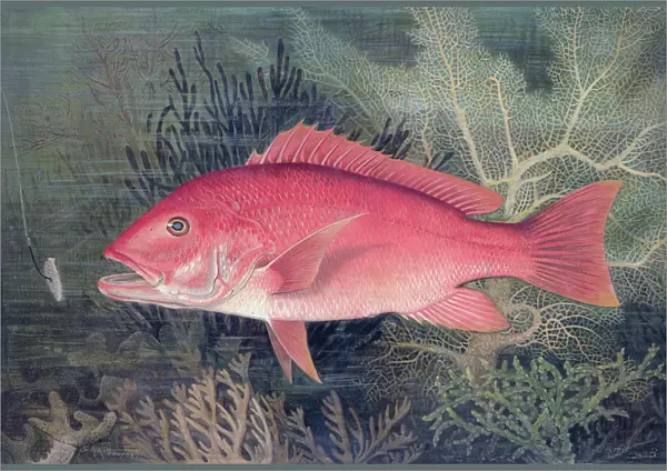 Red Snapper, 1878. Artist: SA Kilourne