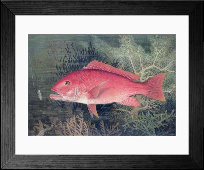 Framed Print : Red Snapper, 1878. Artist: SA Kilourne Framed Print : Red Snapper, 1878. Artist: SA Kilourne