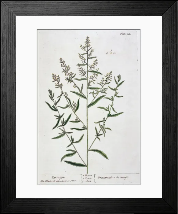 Framed Print : Tarragon, 1782. Artist: Elizabeth Blackwell Framed Print : Tarragon, 1782. Artist: Elizabeth Blackwell