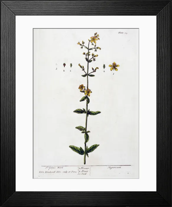 Framed Print : St Johns Wort, 1782. Artist: Elizabeth Blackwell Framed Print : St Johns Wort, 1782. Artist: Elizabeth Blackwell