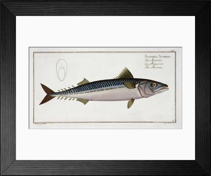 Framed Print : Mackerel (Scomber Scomber), c1785-1799. Artist: Gabriel Bodenehr I Framed Print : Mackerel (Scomber Scomber), c1785-1799. Artist: Gabriel Bodenehr I