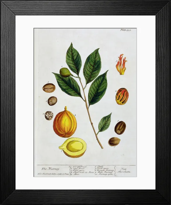 Framed Print : Nutmeg, 1782. Artist: Elizabeth Blackwell