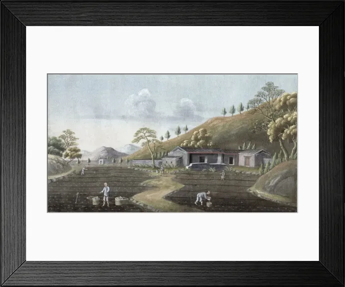 Framed Print : Tea planting, China, 19th century Framed Print : Tea planting, China, 19th century