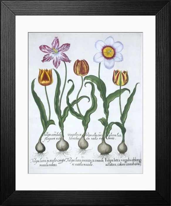 Framed Print : Five tulips, 1613 Framed Print : Five tulips, 1613