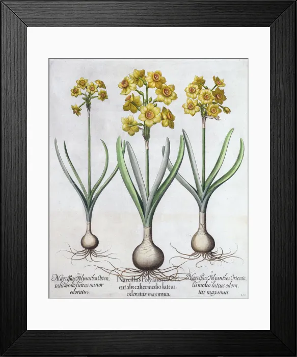 Framed Print : Narcissus, 1613 Framed Print : Narcissus, 1613