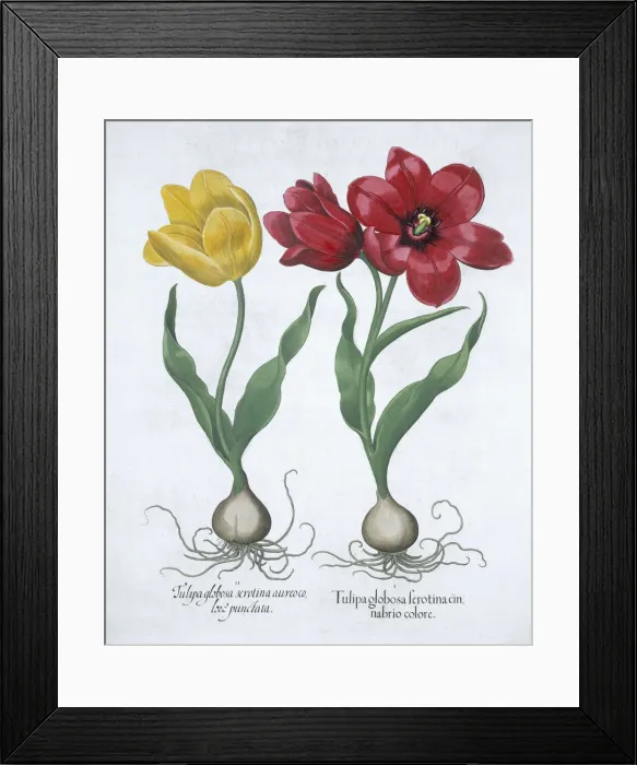 Framed Print : Red and yellow tulip, 1613 Framed Print : Red and yellow tulip, 1613