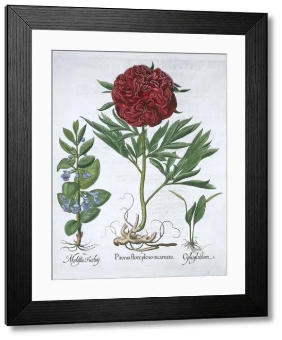 Framed Print : Lemon balm, Peony and adders tongue fern, 1613 Framed Print : Lemon balm, Peony and adders tongue fern, 1613