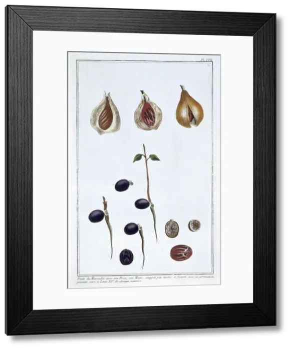 Framed Print : Nutmeg, c1751-1807. Artist: Pierre Joseph Buchoz Framed Print : Nutmeg, c1751-1807. Artist: Pierre Joseph Buchoz