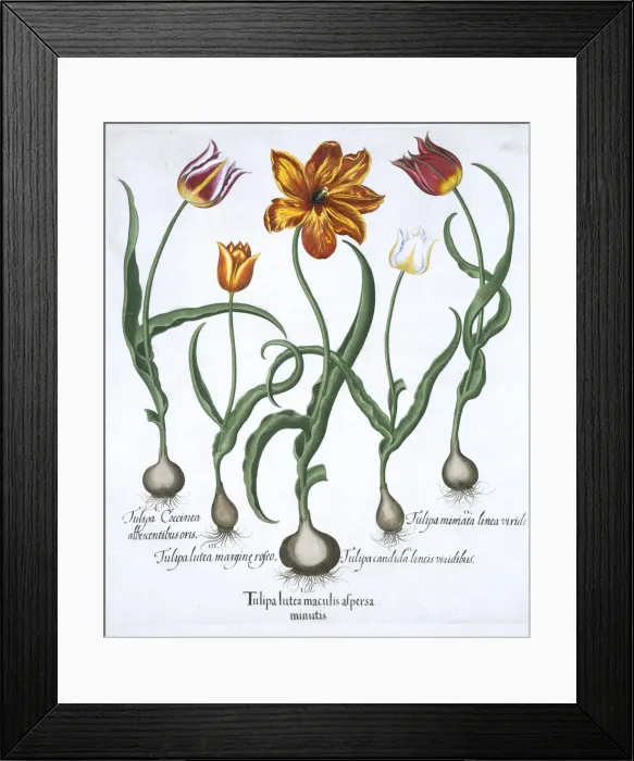 Framed Print : Five tulips, 1613 Framed Print : Five tulips, 1613