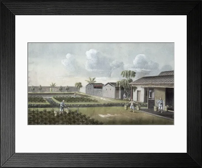 Framed Print : Watering tea plants, China, 19th century Framed Print : Watering tea plants, China, 19th century