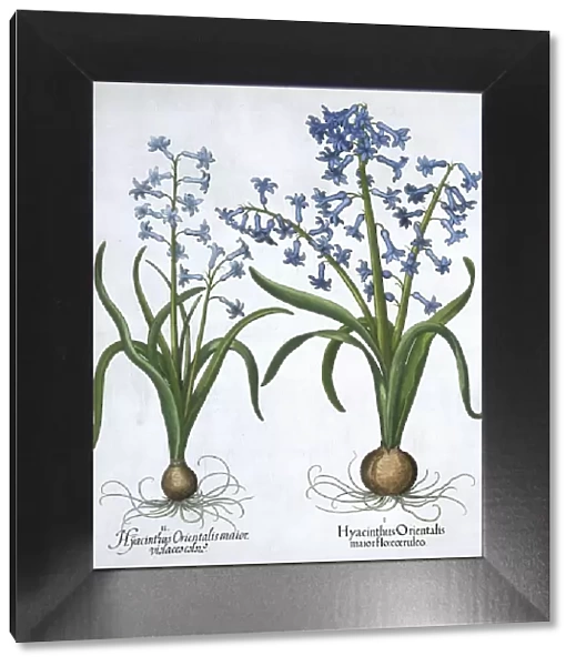 Two blue hyacinths, 1613