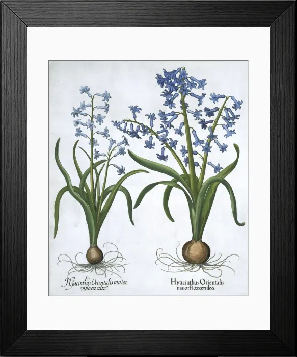 Framed Print : Two blue hyacinths, 1613 Framed Print : Two blue hyacinths, 1613