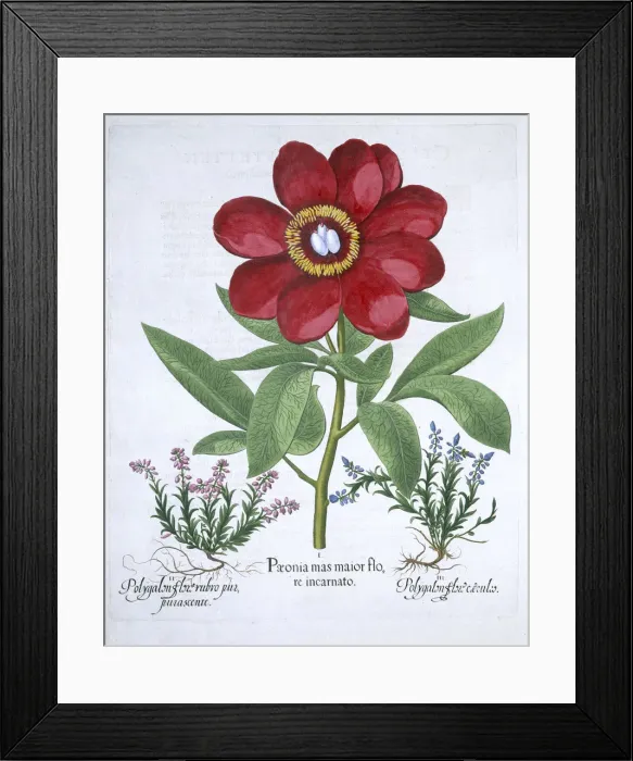 Framed Print : Peony and two polygalons, 1613 Framed Print : Peony and two polygalons, 1613