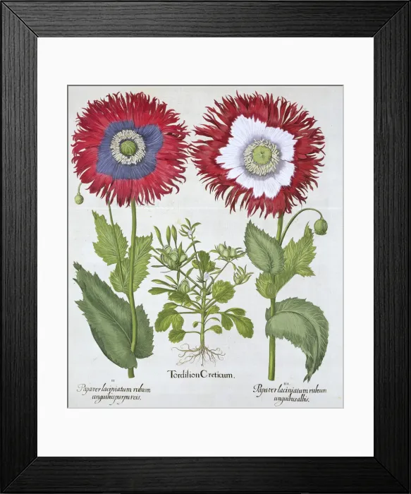Framed Print : Ornamental poppies, 1613 Framed Print : Ornamental poppies, 1613