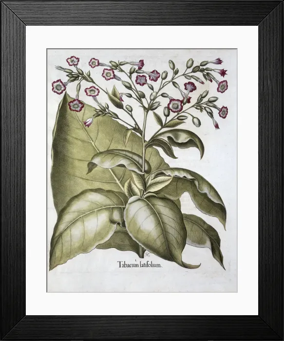 Framed Print : Tobacco plant, 1613 Framed Print : Tobacco plant, 1613