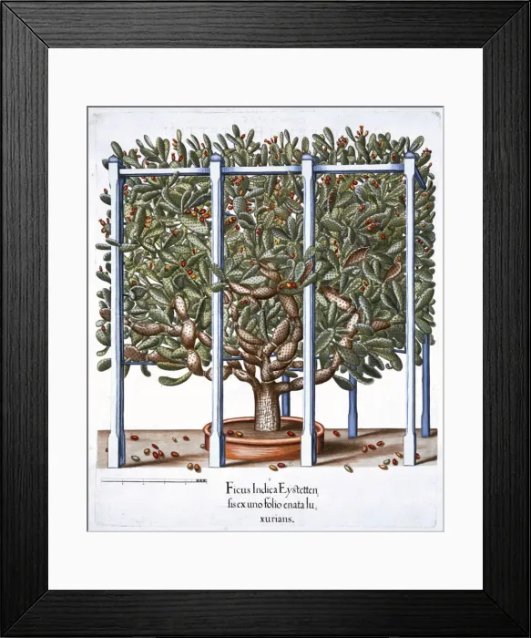 Framed Print : Ficus indica eytettensis, 1613 Framed Print : Ficus indica eytettensis, 1613