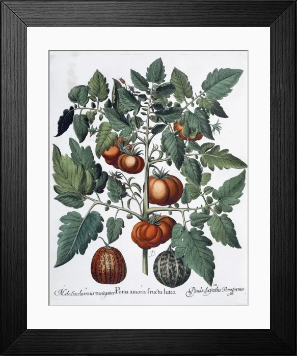 Framed Print : Tomatoes and melons, 1613 Framed Print : Tomatoes and melons, 1613