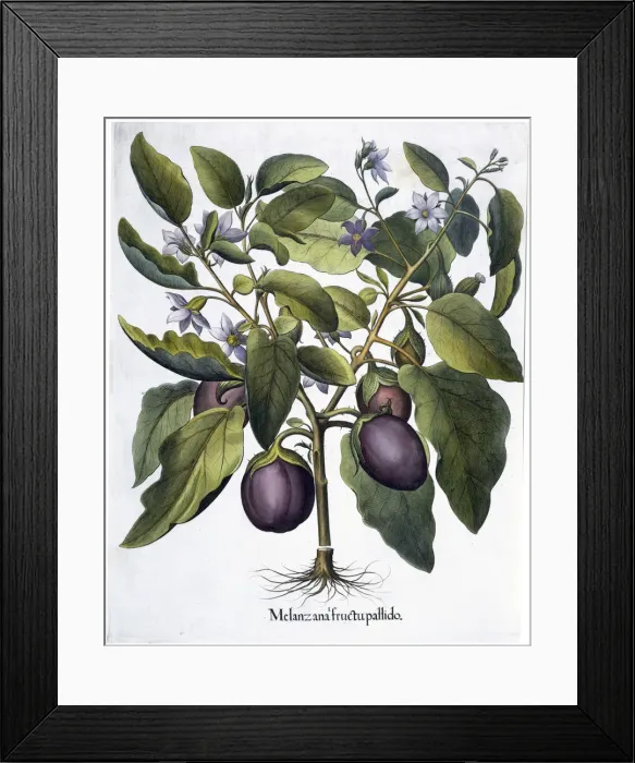 Framed Print : Aubergine, 1613 Framed Print : Aubergine, 1613