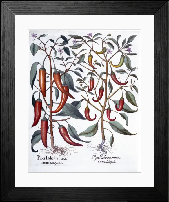 Framed Print : Peppers, 1613 Framed Print : Peppers, 1613