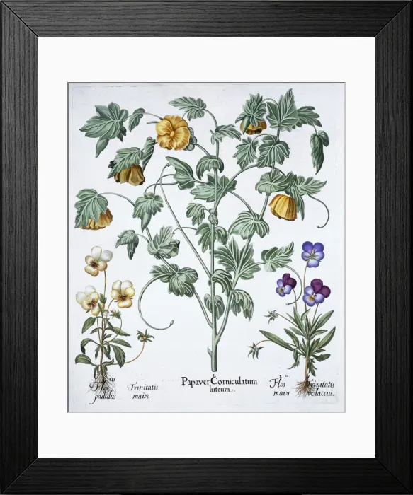 Framed Print : Yellow Horned Poppy, 1613 Framed Print : Yellow Horned Poppy, 1613