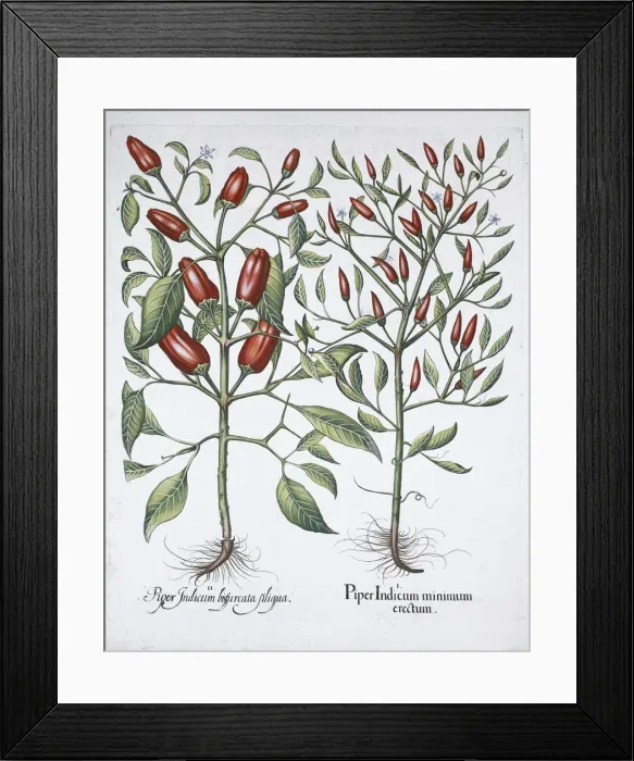 Framed Print : Chilli pepper plants, 1613 Framed Print : Chilli pepper plants, 1613